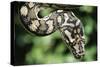 Carpet Python-null-Stretched Canvas