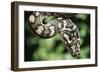 Carpet Python-null-Framed Photographic Print