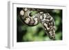 Carpet Python-null-Framed Photographic Print