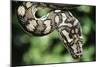 Carpet Python-null-Mounted Photographic Print