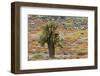 Carpet weed along with Opuntia prickly pear cactus, South Plaza Island, Galapagos Islands, Ecuador.-Adam Jones-Framed Photographic Print