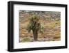 Carpet weed along with Opuntia prickly pear cactus, South Plaza Island, Galapagos Islands, Ecuador.-Adam Jones-Framed Photographic Print