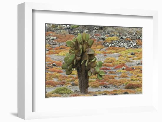 Carpet weed along with Opuntia prickly pear cactus, South Plaza Island, Galapagos Islands, Ecuador.-Adam Jones-Framed Photographic Print