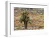 Carpet weed along with Opuntia prickly pear cactus, South Plaza Island, Galapagos Islands, Ecuador.-Adam Jones-Framed Photographic Print