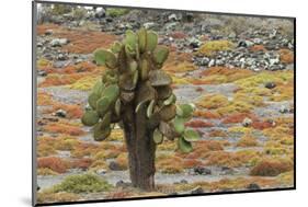 Carpet weed along with Opuntia prickly pear cactus, South Plaza Island, Galapagos Islands, Ecuador.-Adam Jones-Mounted Photographic Print