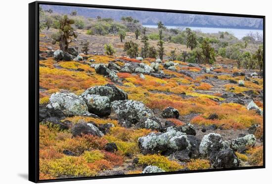 Carpet weed along with Opuntia prickly pear cactus, South Plaza Island, Galapagos Islands, Ecuador.-Adam Jones-Framed Stretched Canvas