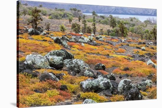 Carpet weed along with Opuntia prickly pear cactus, South Plaza Island, Galapagos Islands, Ecuador.-Adam Jones-Stretched Canvas