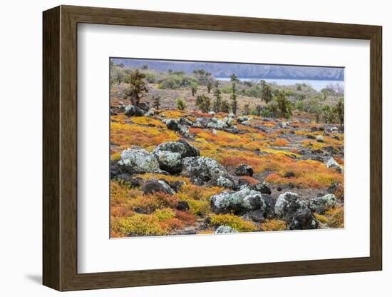 Carpet weed along with Opuntia prickly pear cactus, South Plaza Island, Galapagos Islands, Ecuador.-Adam Jones-Framed Photographic Print