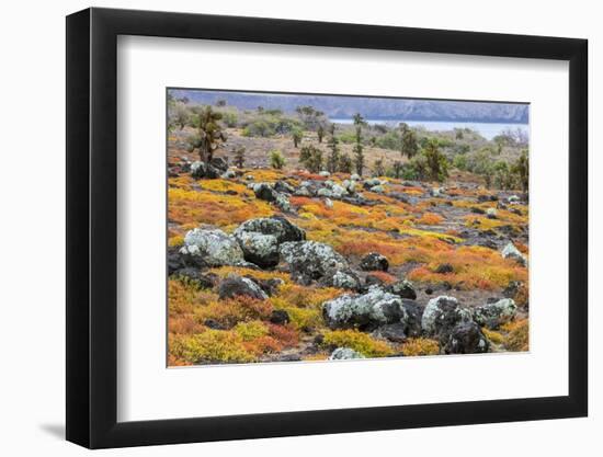 Carpet weed along with Opuntia prickly pear cactus, South Plaza Island, Galapagos Islands, Ecuador.-Adam Jones-Framed Photographic Print