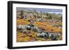 Carpet weed along with Opuntia prickly pear cactus, South Plaza Island, Galapagos Islands, Ecuador.-Adam Jones-Framed Photographic Print