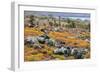 Carpet weed along with Opuntia prickly pear cactus, South Plaza Island, Galapagos Islands, Ecuador.-Adam Jones-Framed Photographic Print