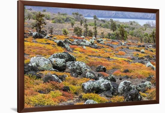 Carpet weed along with Opuntia prickly pear cactus, South Plaza Island, Galapagos Islands, Ecuador.-Adam Jones-Framed Photographic Print