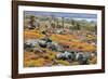 Carpet weed along with Opuntia prickly pear cactus, South Plaza Island, Galapagos Islands, Ecuador.-Adam Jones-Framed Photographic Print