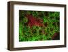 Carpeting Cup Coral Fluorescing at night, Galapagos Islands National Park, Ecuador-Stuart Westmorland-Framed Photographic Print