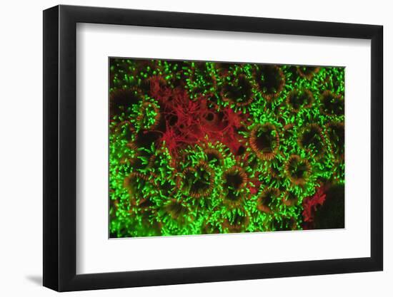 Carpeting Cup Coral Fluorescing at night, Galapagos Islands National Park, Ecuador-Stuart Westmorland-Framed Photographic Print