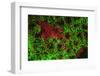 Carpeting Cup Coral Fluorescing at night, Galapagos Islands National Park, Ecuador-Stuart Westmorland-Framed Photographic Print