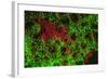 Carpeting Cup Coral Fluorescing at night, Galapagos Islands National Park, Ecuador-Stuart Westmorland-Framed Photographic Print