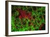 Carpeting Cup Coral Fluorescing at night, Galapagos Islands National Park, Ecuador-Stuart Westmorland-Framed Photographic Print