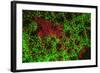 Carpeting Cup Coral Fluorescing at night, Galapagos Islands National Park, Ecuador-Stuart Westmorland-Framed Photographic Print