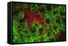 Carpeting Cup Coral Fluorescing at night, Galapagos Islands National Park, Ecuador-Stuart Westmorland-Framed Stretched Canvas