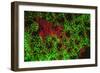 Carpeting Cup Coral Fluorescing at night, Galapagos Islands National Park, Ecuador-Stuart Westmorland-Framed Photographic Print