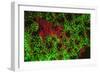 Carpeting Cup Coral Fluorescing at night, Galapagos Islands National Park, Ecuador-Stuart Westmorland-Framed Photographic Print