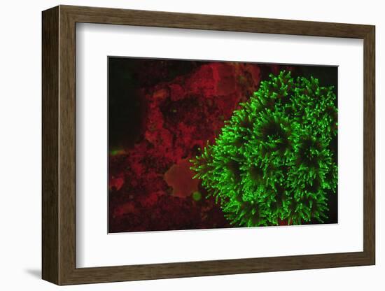 Carpeting Cup Coral Fluorescing at night, Galapagos Islands National Park, Ecuador-Stuart Westmorland-Framed Photographic Print