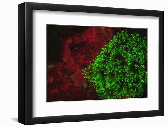 Carpeting Cup Coral Fluorescing at night, Galapagos Islands National Park, Ecuador-Stuart Westmorland-Framed Photographic Print