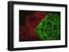 Carpeting Cup Coral Fluorescing at night, Galapagos Islands National Park, Ecuador-Stuart Westmorland-Framed Photographic Print