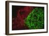 Carpeting Cup Coral Fluorescing at night, Galapagos Islands National Park, Ecuador-Stuart Westmorland-Framed Photographic Print