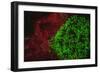 Carpeting Cup Coral Fluorescing at night, Galapagos Islands National Park, Ecuador-Stuart Westmorland-Framed Photographic Print