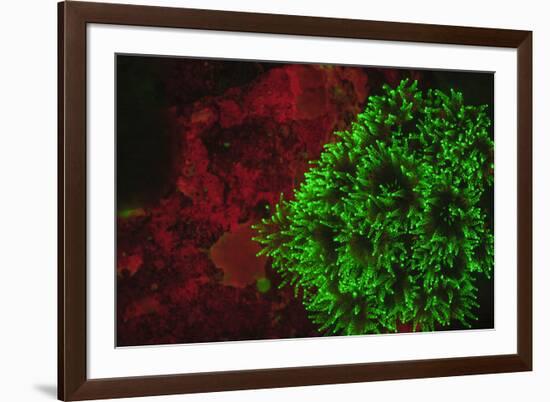 Carpeting Cup Coral Fluorescing at night, Galapagos Islands National Park, Ecuador-Stuart Westmorland-Framed Photographic Print