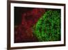 Carpeting Cup Coral Fluorescing at night, Galapagos Islands National Park, Ecuador-Stuart Westmorland-Framed Photographic Print