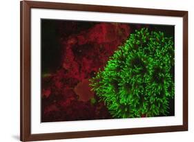 Carpeting Cup Coral Fluorescing at night, Galapagos Islands National Park, Ecuador-Stuart Westmorland-Framed Photographic Print