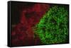Carpeting Cup Coral Fluorescing at night, Galapagos Islands National Park, Ecuador-Stuart Westmorland-Framed Stretched Canvas