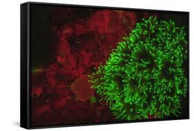 Carpeting Cup Coral Fluorescing at night, Galapagos Islands National Park, Ecuador-Stuart Westmorland-Framed Stretched Canvas