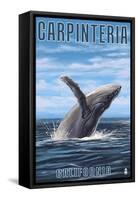 Carpinteria, California - Humpback Whale-Lantern Press-Framed Stretched Canvas