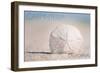 Carpinteria, California - Sand Dollar on Beach-Lantern Press-Framed Art Print