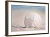 Carpinteria, California - Sand Dollar on Beach-Lantern Press-Framed Art Print