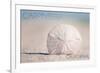 Carpinteria, California - Sand Dollar on Beach-Lantern Press-Framed Art Print