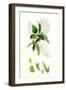 Carpinus Betulus Hornbeam-null-Framed Giclee Print