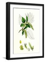 Carpinus Betulus Hornbeam-null-Framed Giclee Print