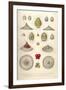 Carpocanium Diadema, Cyrtalpis Amphora, Obliqua, Eucecryphalus, Gegenbauri, Schultzei-Ernst Haeckel-Framed Art Print