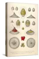 Carpocanium Diadema, Cyrtalpis Amphora, Obliqua, Eucecryphalus, Gegenbauri, Schultzei-Ernst Haeckel-Stretched Canvas