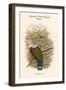 Carpophaga Finschi - Finsch's Fruit-Pigeon - Dove-John Gould-Framed Art Print