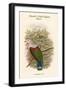 Carpophaga Finschi - Finsch's Fruit-Pigeon - Dove-John Gould-Framed Art Print