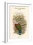 Carpophaga Finschi - Finsch's Fruit-Pigeon - Dove-John Gould-Framed Art Print