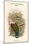 Carpophaga Finschi - Finsch's Fruit-Pigeon - Dove-John Gould-Mounted Art Print