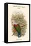 Carpophaga Finschi - Finsch's Fruit-Pigeon - Dove-John Gould-Framed Stretched Canvas