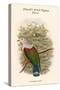 Carpophaga Finschi - Finsch's Fruit-Pigeon - Dove-John Gould-Stretched Canvas